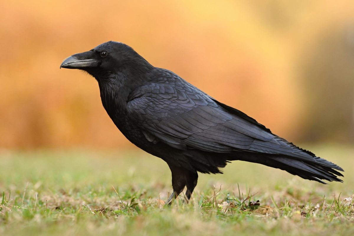 5 Fascinating Facts about Ravens