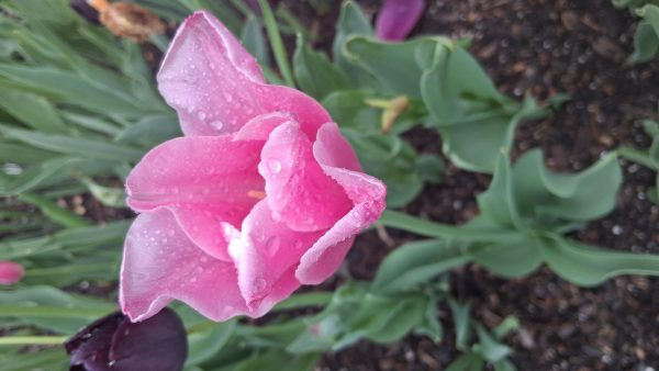 Planting Ideas: Gardening and Environmental Club Visits Frelinghuysen Arboretum